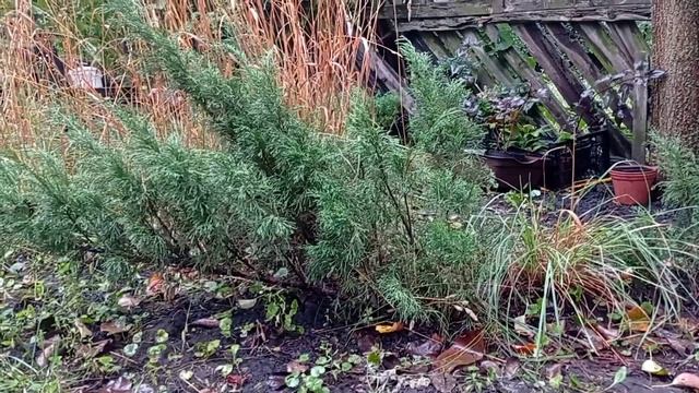 Сад у вересні/клумба/верески/скабіоза смотреть онлайн