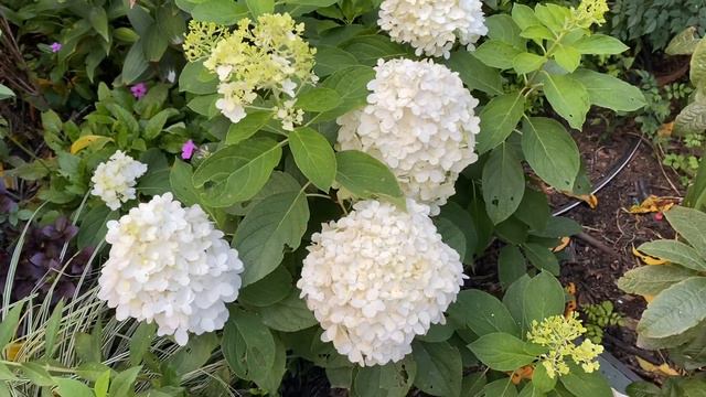 Finally, a hydrangea even I can’t mess up - ‘White Wedding’ смотреть онлайн