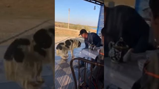 Наша собака "Хатико" математик... смотреть онлайн