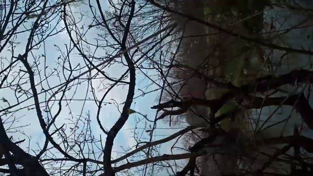 Цветущий лес смотреть онлайн