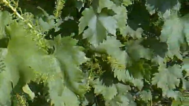 ВИНОГРАД ЮБИЛЕЙ НОВОЧЕРКАССКА ПОСЛЕ ЦВЕТЕНИЕ РЕЗУЛЬТАТ смотреть онлайн