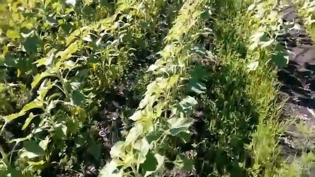 осмотр подсолнечника спустя 12 дней после обработки от вредителей смотреть онлайн