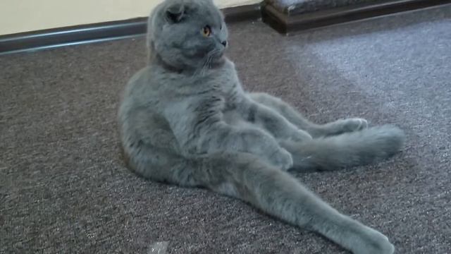 Кошка Масяня 2 ;-) сидит как человек смотреть онлайн