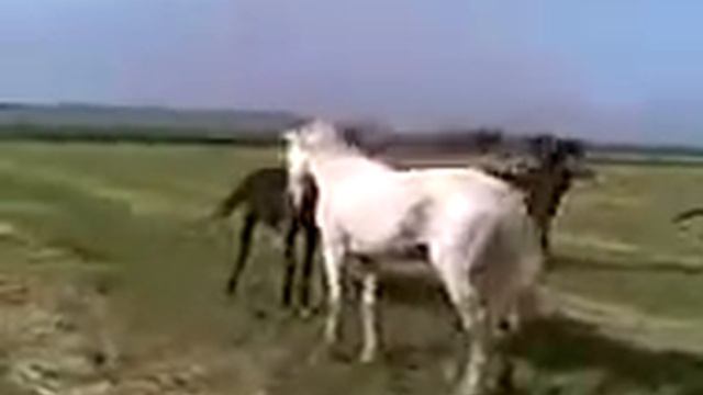 Драк лошодей белый👌👍