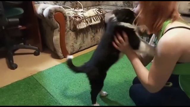 Бордер колли Эсти,2 месяца.Первые шаги. Приучение к кликеру. смотреть онлайн