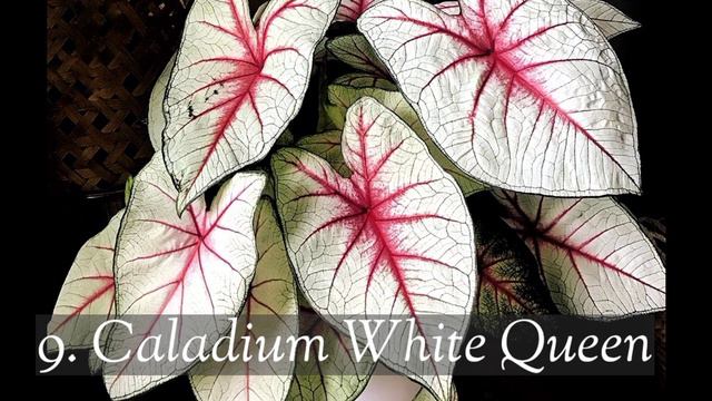 25 JENIS KELADI FLORIDA | 25 CALADIUM FLORIDA VARIETIES смотреть онлайн