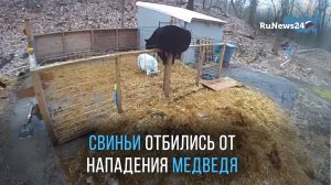 В американском штате Коннектикут медведь забрался в загон к свиньям