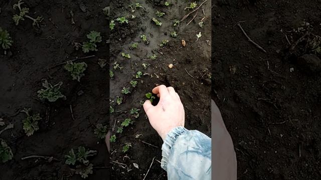 Черенкуем хризантему смотреть онлайн