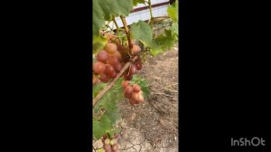 Крымская бабушка уехала 😔 Участвую в марафоне 😎 Кайфовые коты😅