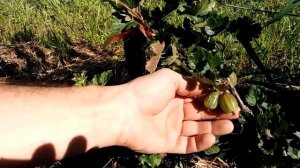 Крыжовник Малахит. Ягоды очень крупные налились