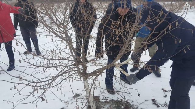 Семинар по обрезке   Фундука (часть 1) Самый большой сад Фундука в Беларуси!!!!