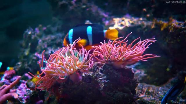 4K Aquarium for Relaxation ? Relaxing Oceanscapes - Sleep Meditation 4K UHD Screensaver смотреть онлайн