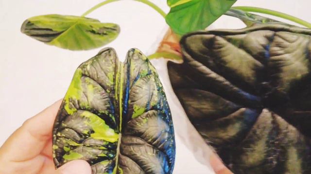 Alocasia Dragon Scale Variegated - unboxing video смотреть онлайн
