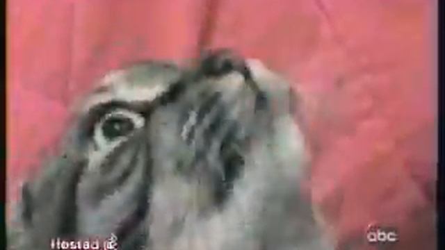 Кошачья песня смотреть онлайн