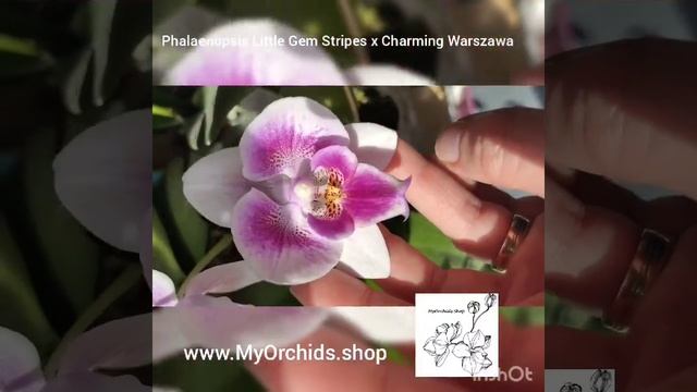Phalaenopsis Little Gem Stripes x Charming Warszawa смотреть онлайн