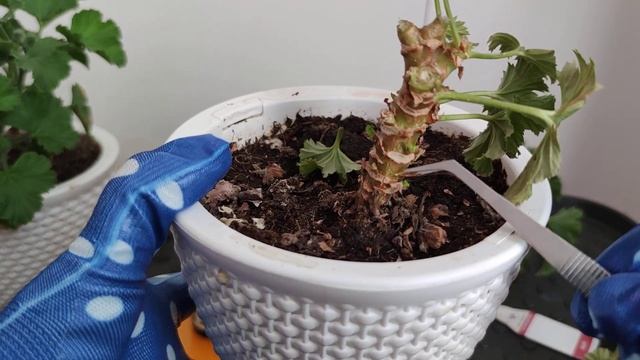 Уход за королевской пеларгонией осенью смотреть онлайн