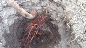 Черешня.Посадка Черешни Осенью и Первоначальная Обрезка.