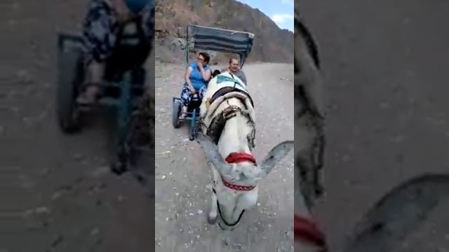Смешные толстые тетки едут на осле ) смотреть онлайн