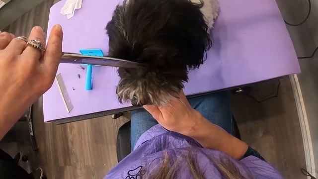 Caring for Your Dog's Eyes смотреть онлайн