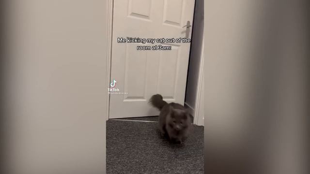 Cats with threatening aura смотреть онлайн