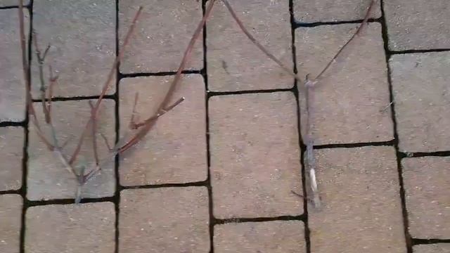 VANILLA FRAISE - ВАНИЛЛА ФРЕЙЗ обрезка и цветение. 02.03.2023 ???