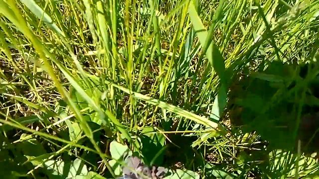 дикий шалфей