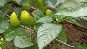 Все о перцах. 23