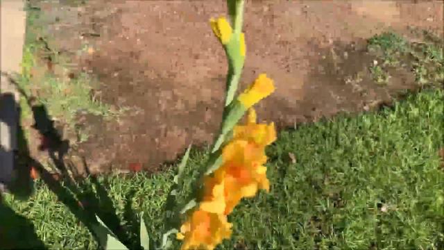Gladiolus | Blossoms Along Our Walkway! смотреть онлайн