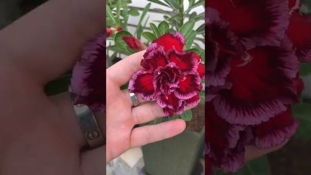 Desert Rose Adenium Obesum - Mays Garden Seed смотреть онлайн