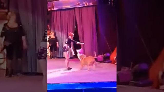 Цирк на воде просто класс. Я влюбилась в этот цирк. Собачки милашки так прыгают через друг друга? смотреть онлайн