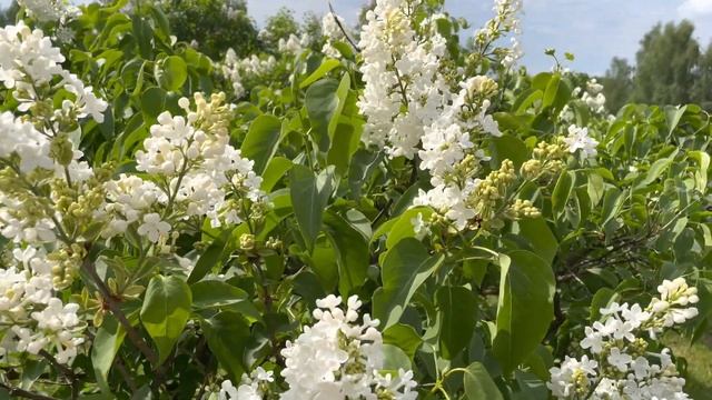 Наряжаюсь на ДР. Мои скелеты в шкафу. Летние рецепты. Наслаждаемся с дочерью летом. #juliaslifenote смотреть онлайн