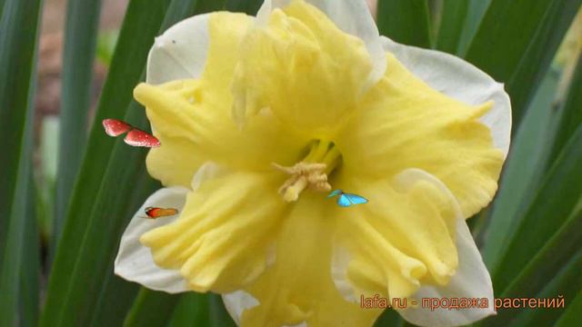 Нарцисс обыкновенный Бельканто (narcissus belcanto) 🌿 обзор: как сажать, луковицы нарциссы Белькант смотреть онлайн