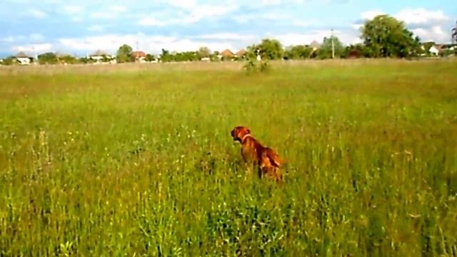 Фазан vs Венгерская легавая 2 смотреть онлайн