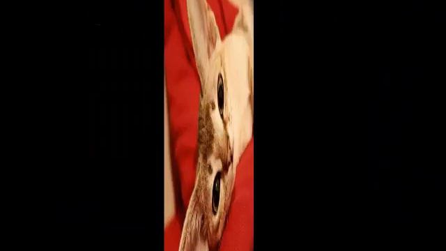 Кошки умные и смышленые смотреть онлайн