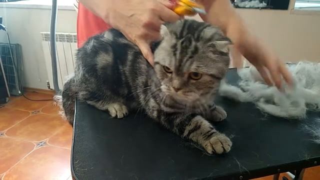 Вычесывание кота в зоосалоне Dogstar