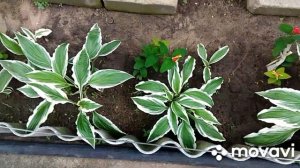 Хоста. Уход за хостой. Размножение хост.