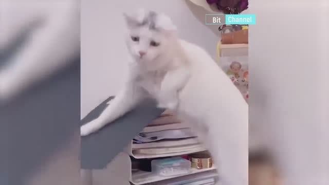 Топовая подборка приколов с собаками и кошками. Смешные коты и собаки. смотреть онлайн