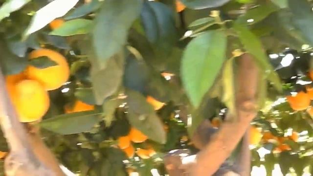 Апельсиновий Рай Paraiso De Naranja Orange Paradise Апельсиновое дерево.Orange Tree