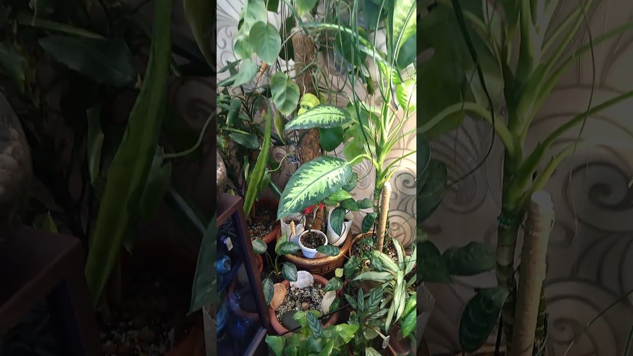 комнатные растения смотреть онлайн