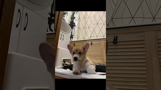 Архивные фото #корги 3 месяца 🐶👩🍼 #corgi #corgicrew смотреть онлайн