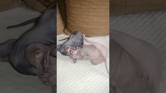 Сфинксята балуются смотреть онлайн