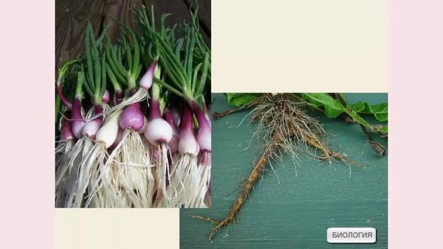 Значение корней в жизни растения смотреть онлайн