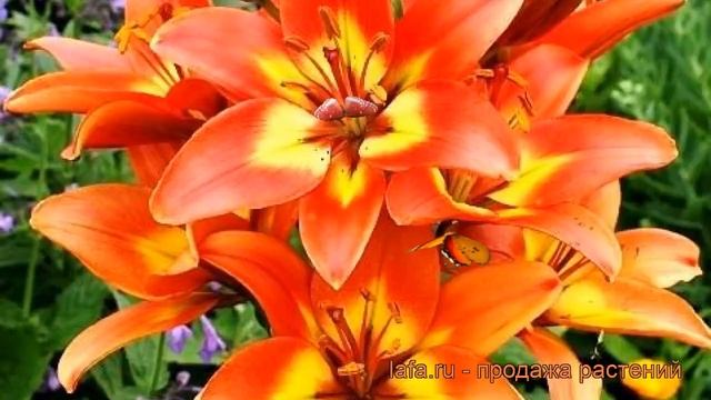 Лилия азиатская Линда (lilium) ? азиатская лилия Линда обзор: как сажать, луковицы лилии Линда смотреть онлайн
