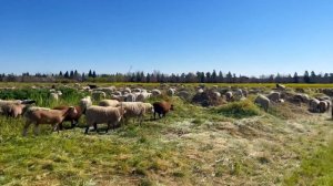 К Нам Пришла Весна | Детская Пасхальная Песня
