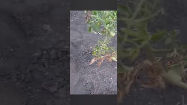 У бабушки❤️ Помидоровая роща🍅 смотреть онлайн