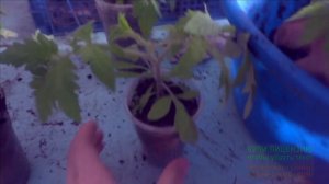 Пересадка томатов из маленького в большой стаканчик