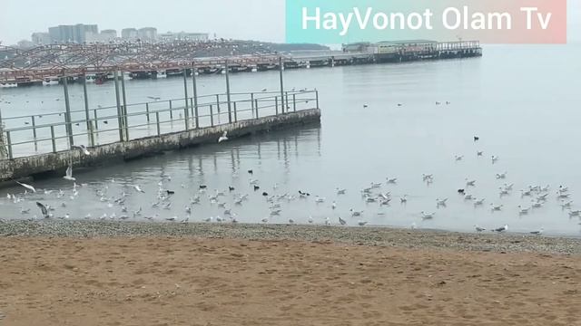Чайки Чорний море побережье 2 част. Qora dengiz sohillari 2 смотреть онлайн