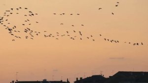 Екатерина Лесовая _Расплескалась заря за туманами_