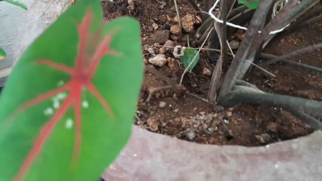 How to grow and care caladium bicolor plant, beautiful plant with beautiful leaves, plant for summe смотреть онлайн