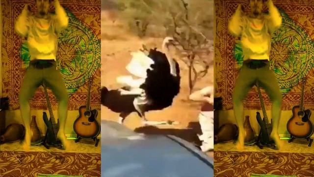 Neuro Straus / нейрофанк Ostrich